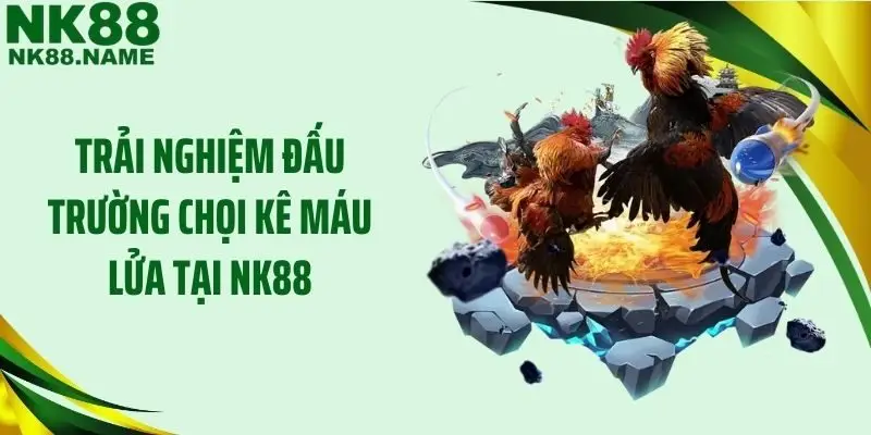 Trải nghiệm đấu trường chọi kê máu lửa tại NK88
